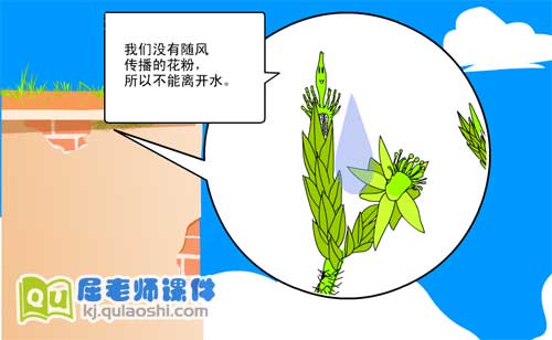 大班科学《不喜欢阳光的植物-苔藓类》FLASH动画课件3