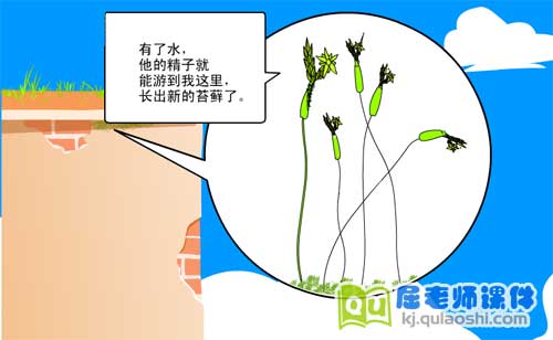 大班科学《不喜欢阳光的植物-苔藓类》FLASH动画课件2