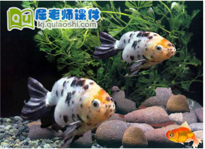 幼儿园托班科学《观察金鱼》FLASH课件3