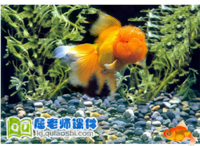 幼儿园托班科学《观察金鱼》FLASH课件2