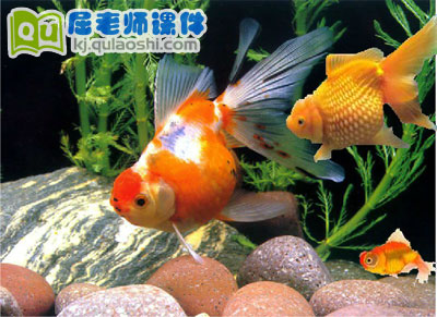 幼儿园托班科学《观察金鱼》FLASH课件1