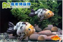 幼儿园托班科学《观察金鱼》FLASH课件