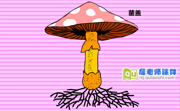 幼儿园大班科学《雨伞下面是什么》FLASH课件2