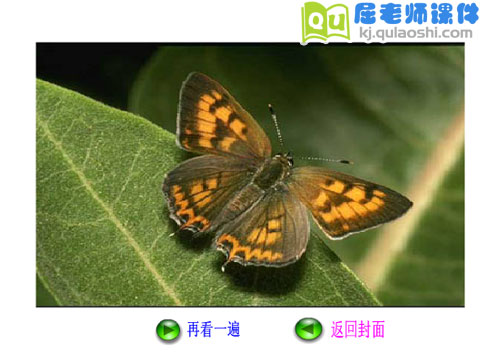 幼儿园大班美术《蝴蝶的翅膀真美丽》FLASH课件1