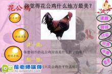 大班美术《花公鸡》FLASH动画课件