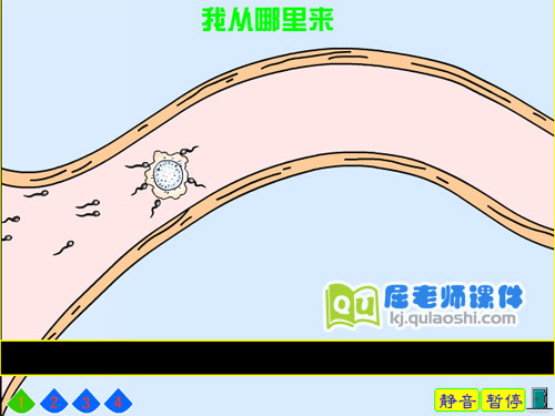 幼儿园大班科学《我从哪里来》FLASH动画课件2