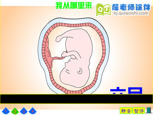 幼儿园大班科学《我从哪里来》FLASH动画课件3