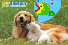 幼儿园小班语言《为什么我不能》FLASH动画课件下载