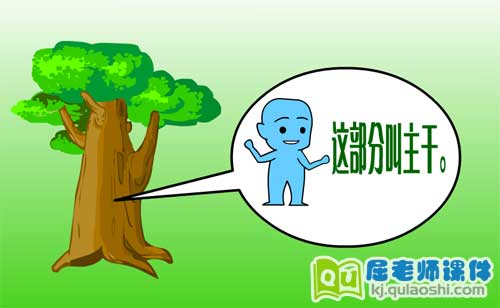 幼儿大班科学《认识树的构造》FLASH动画课件