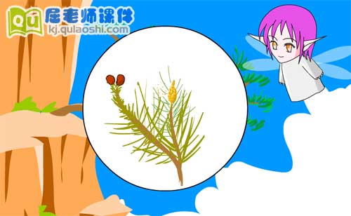 大班科学《不怕艰苦的松树》FLASH动画课件2
