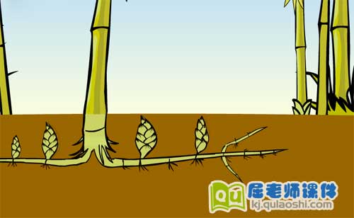 中班科学《雨后春笋哪里来》FLASH动画课件1