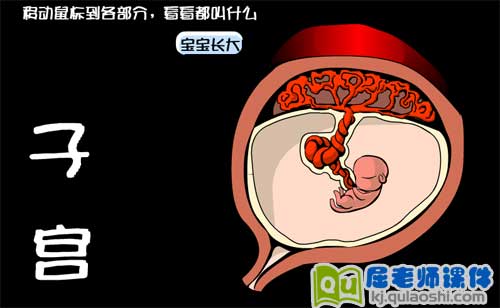 大班科学《辛苦的兔妈妈》FLASH课件2