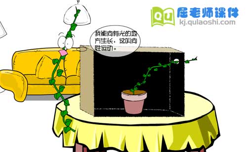 大班科学课件《植物也有感觉吗》FLASH动画课件