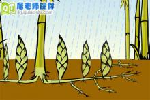 中班科学《雨后春笋哪里来》FLASH动画课件下载