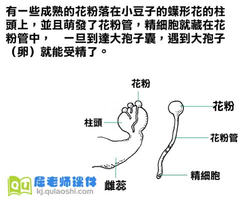 学前班科学《植物的一生》FLASH动画课件4