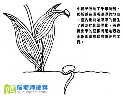 学前班科学《植物的一生》FLASH动画课件2