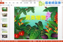 大班科学公开课《另类植物》PPT课件下载