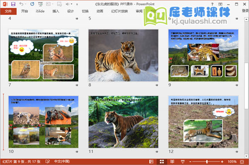 中班社会公开课《东北虎的眼泪》PPT课件教案音频图片3