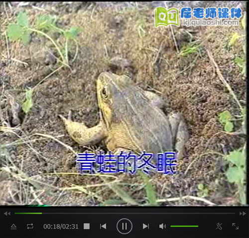 《青蛙的冬眠》视频mp4