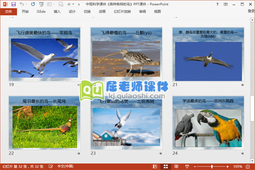 中班科学课件《各种各样的鸟》PPT课件5