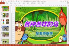 中班科学课件《各种各样的鸟》PPT课件