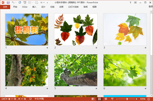 小班科学课件《梧桐树》PPT课件2
