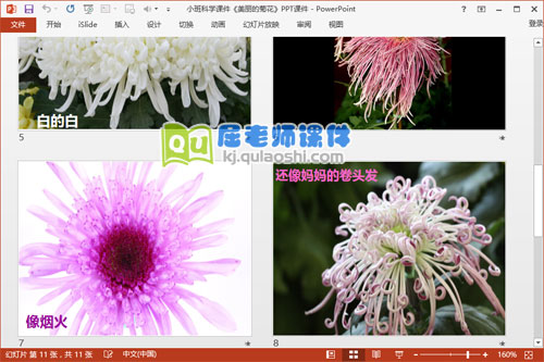 小班科学课件《美丽的菊花》PPT课件3