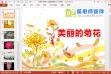 小班科学课件《美丽的菊花》PPT课件