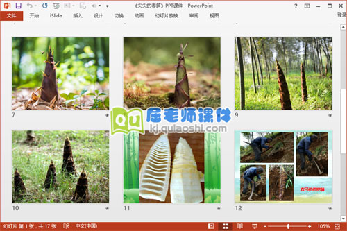 中班科学课件《尖尖的春笋》PPT课件教案图片3
