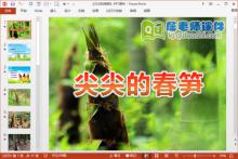 中班科学课件《尖尖的春笋》PPT课件教案图片下载