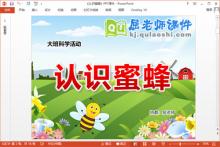 大班科学课件《认识蜜蜂》PPT课件教案视频下载