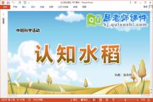 中班科学课件《认知水稻》教案字卡PPT课件下载