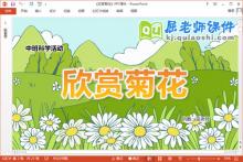 中班科学课件《欣赏菊花》教案PPT课件下载
