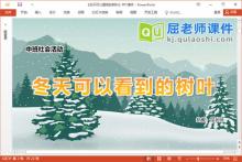 中班社会课件《冬天可以看到的树叶》教案PPT课件下载